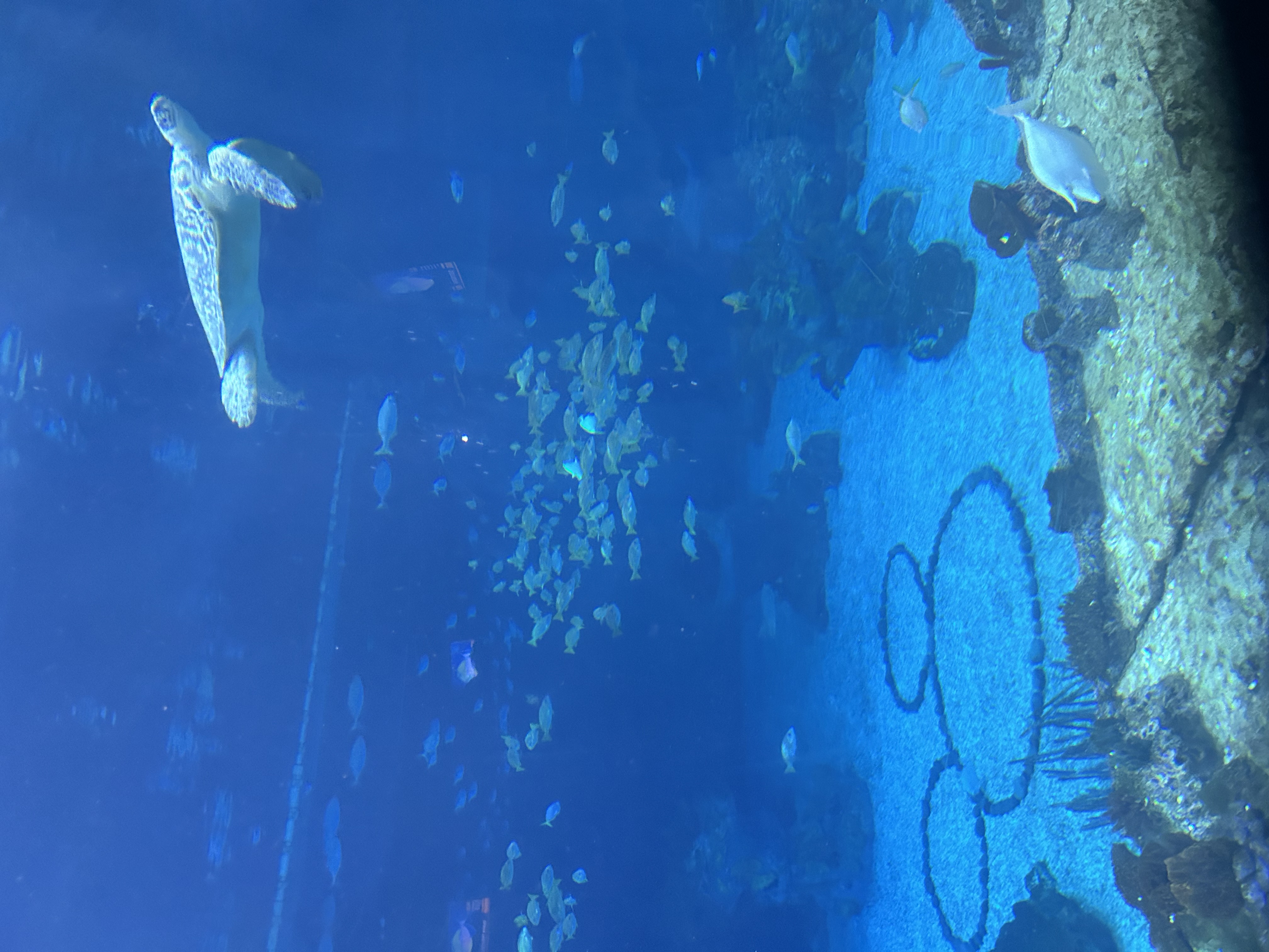 The Seas水族館